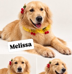 Melissa no Spa Pet