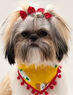Maya no Spa Pet